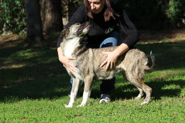 TUNA, BUONA E AFFETTUOSA CAGNOLONA, TAGLIA GRANDE, BRAVA AL GUINZAGLIO, IN CERCA DELLA SUA CASA PER SEMPRE Foto 4